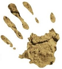 Cheshire Archaeology logo